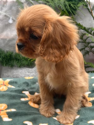 Les chiots de Cavalier King Charles Spaniel