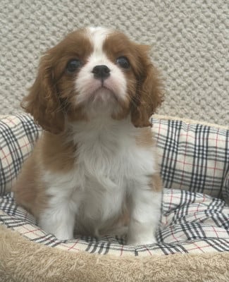 Les chiots de Cavalier King Charles Spaniel