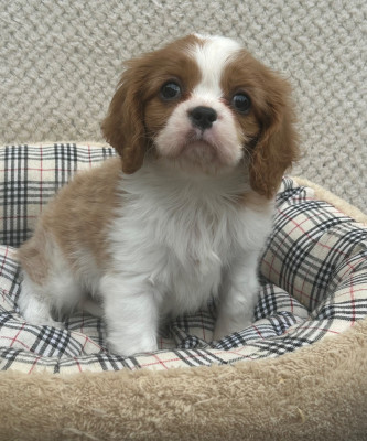 Les chiots de Cavalier King Charles Spaniel