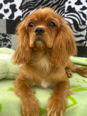 Les chiots de Cavalier King Charles Spaniel