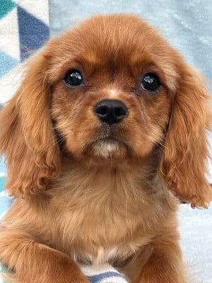 Les chiots de Cavalier King Charles Spaniel