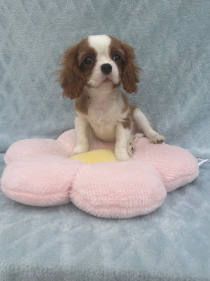 Les chiots de Cavalier King Charles Spaniel