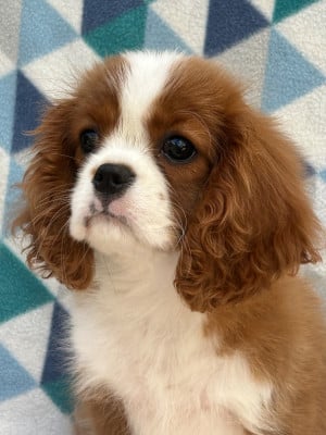 Les chiots de Cavalier King Charles Spaniel