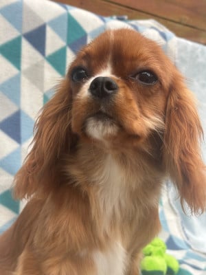 Les chiots de Cavalier King Charles Spaniel