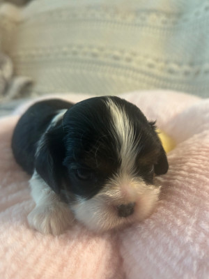 Les chiots de Cavalier King Charles Spaniel