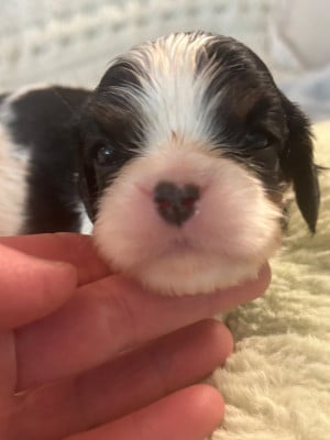 Les chiots de Cavalier King Charles Spaniel