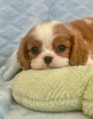 Les chiots de Cavalier King Charles Spaniel