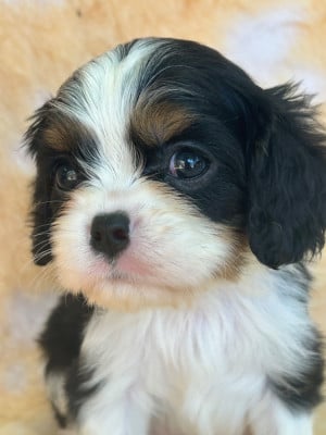Chiot N°2 - Cavalier King Charles Spaniel