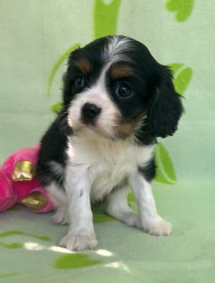 Chiot N°4 - Cavalier King Charles Spaniel