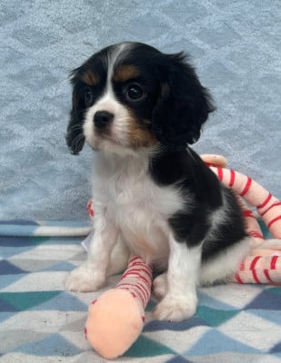 Les chiots de Cavalier King Charles Spaniel