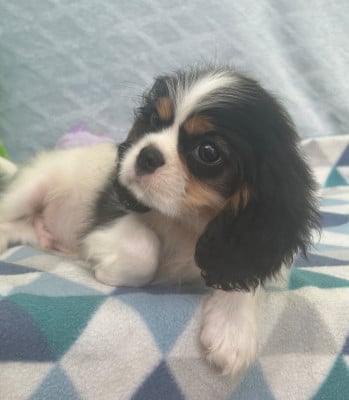 Les chiots de Cavalier King Charles Spaniel