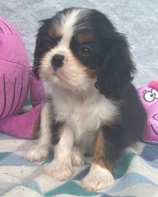 Les chiots de Cavalier King Charles Spaniel