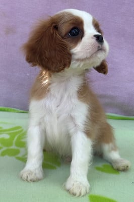 Les chiots de Cavalier King Charles Spaniel