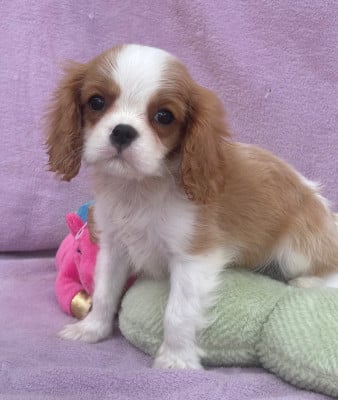 Les chiots de Cavalier King Charles Spaniel