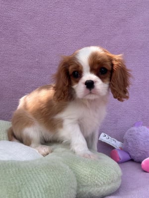 Les chiots de Cavalier King Charles Spaniel