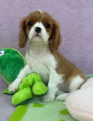 Les chiots de Cavalier King Charles Spaniel