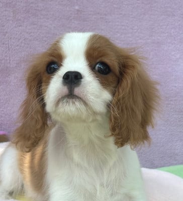 Les chiots de Cavalier King Charles Spaniel