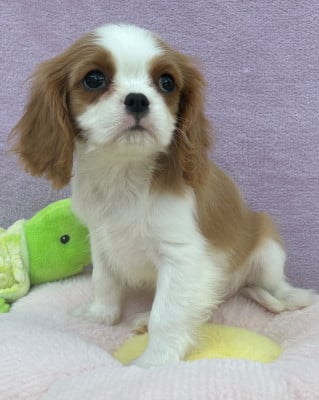 Les chiots de Cavalier King Charles Spaniel