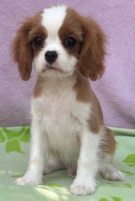 Les chiots de Cavalier King Charles Spaniel
