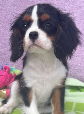 Les chiots de Cavalier King Charles Spaniel