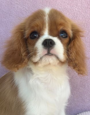 Les chiots de Cavalier King Charles Spaniel