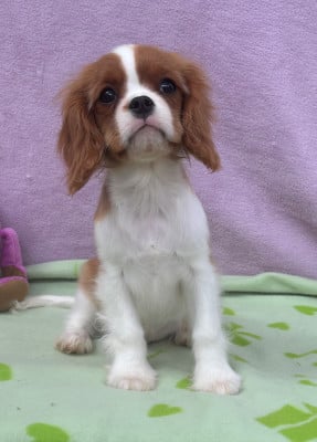 Les chiots de Cavalier King Charles Spaniel
