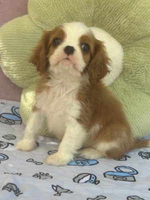 BOOMER - Cavalier King Charles Spaniel