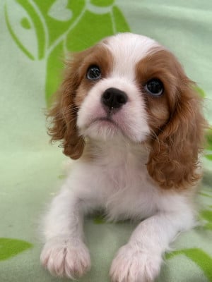 Les chiots de Cavalier King Charles Spaniel