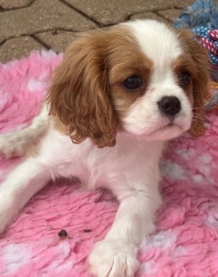 Les chiots de Cavalier King Charles Spaniel