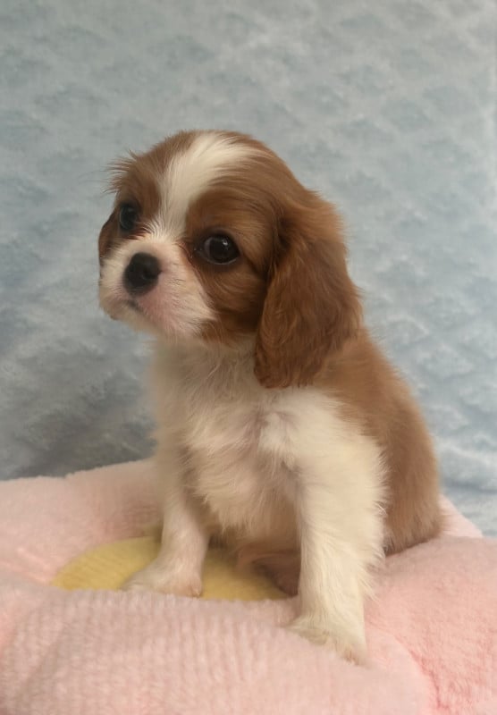 Cavalier King Charles Spaniel - D'ysatis