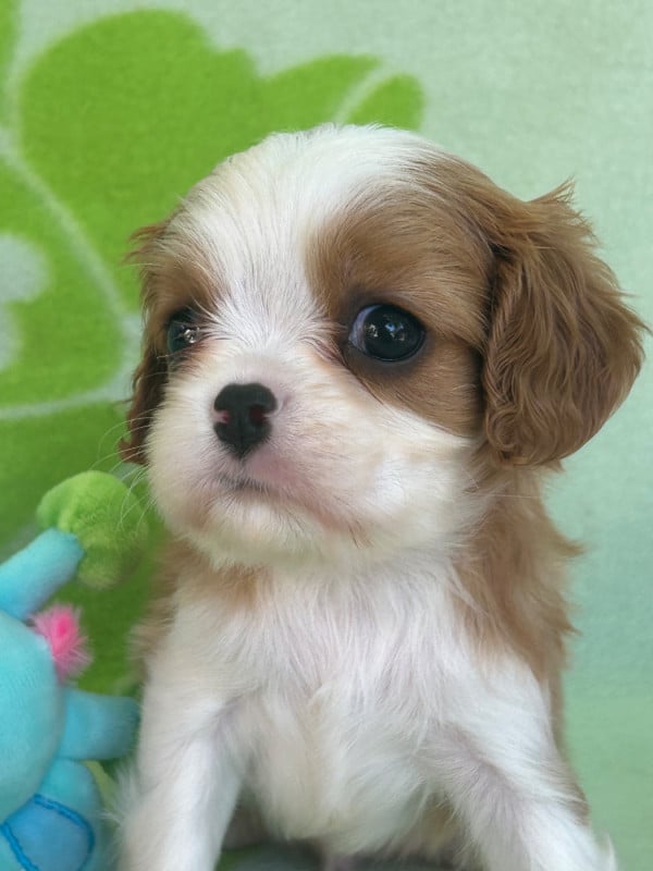 Cavalier King Charles Spaniel - D'ysatis