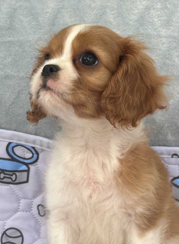 Cavalier King Charles Spaniel - D'ysatis