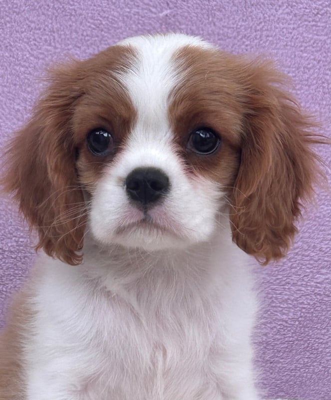 Cavalier King Charles Spaniel - D'ysatis