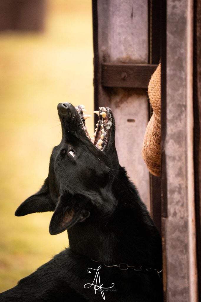 Eddie ze zemé qwannabe - IGP 1