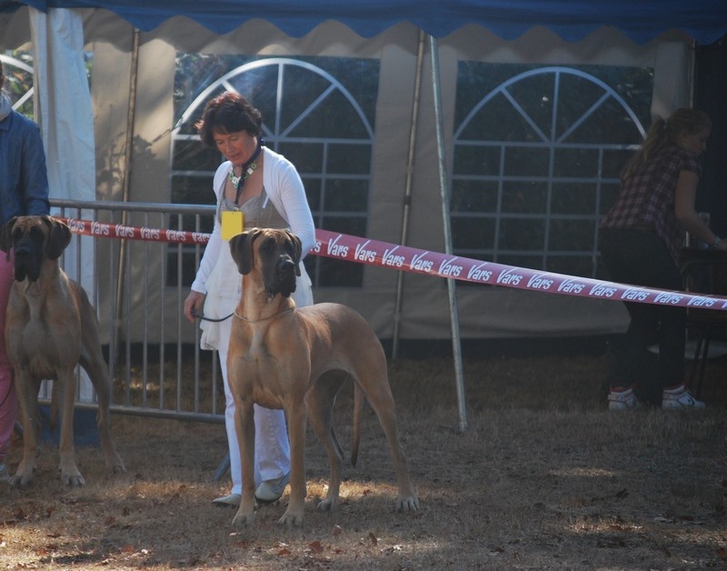 Fair lakshmi des Alans d'or du Val de Tara - TRES BON
