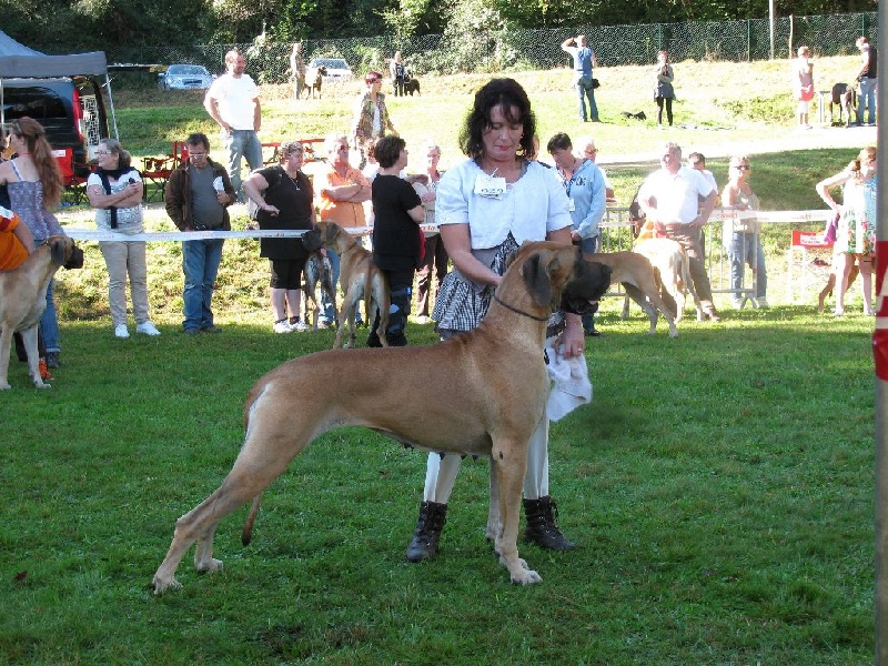 Fair lakshmi des Alans d'or du Val de Tara - 4ème EXCELLENT +