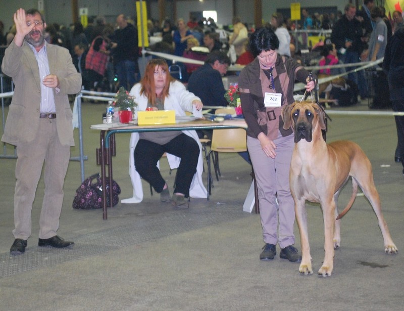 Fair lakshmi des Alans d'or du Val de Tara - 1ER EXCELLENT CACS - MEILLEUR DE RACE