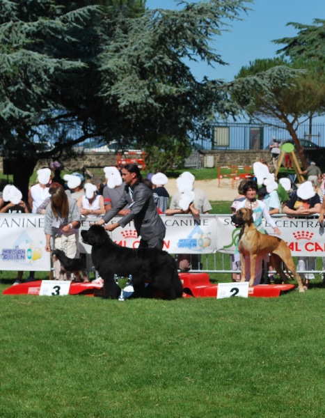 Fair lakshmi des Alans d'or du Val de Tara - 1ER EXCELLENT CACS - MEILLEUR DE RACE - SECONDE SUR LE RING D'HONNEUR