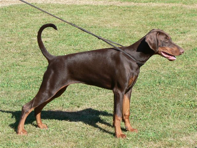 Publication : des Yeux de la Revanche Auteur : les yeux de la revanche