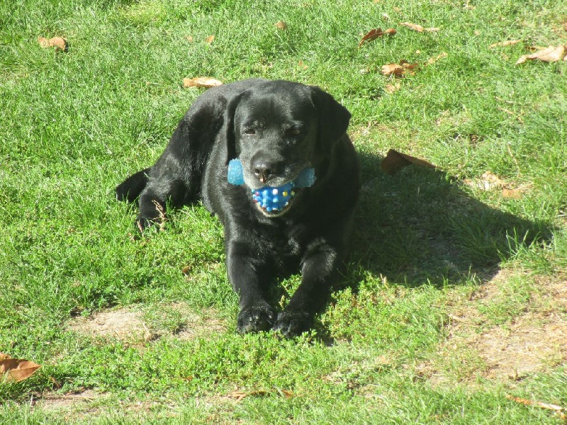 Very much oak Of great love