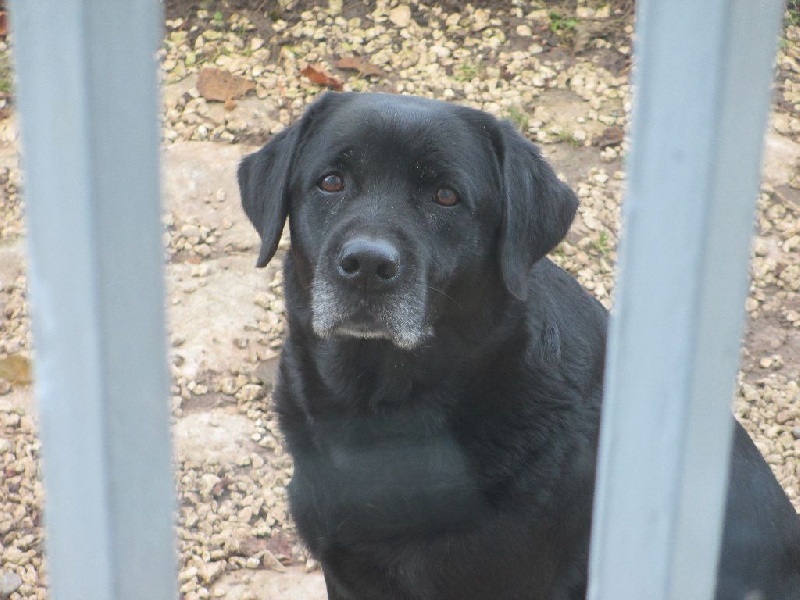 Very much oak Of great love