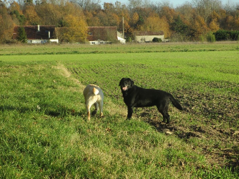 Very much oak Of great love