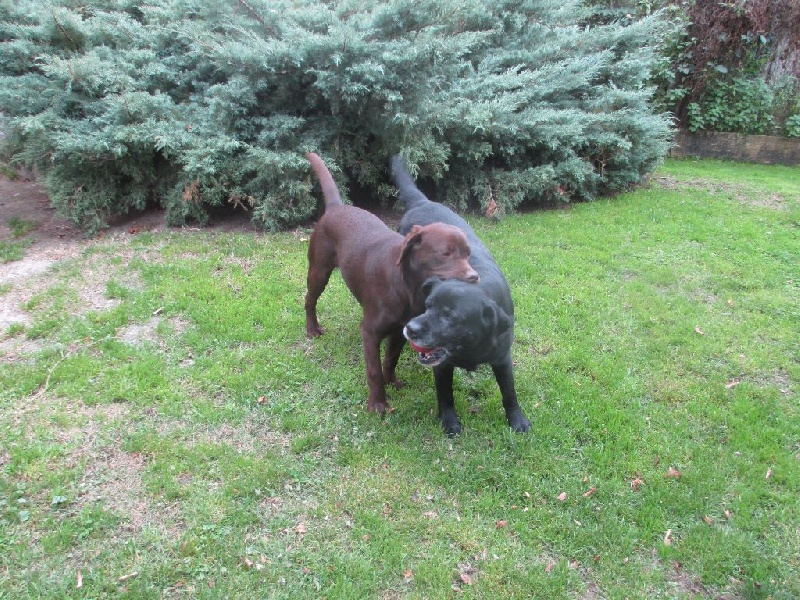 Very much oak Of great love