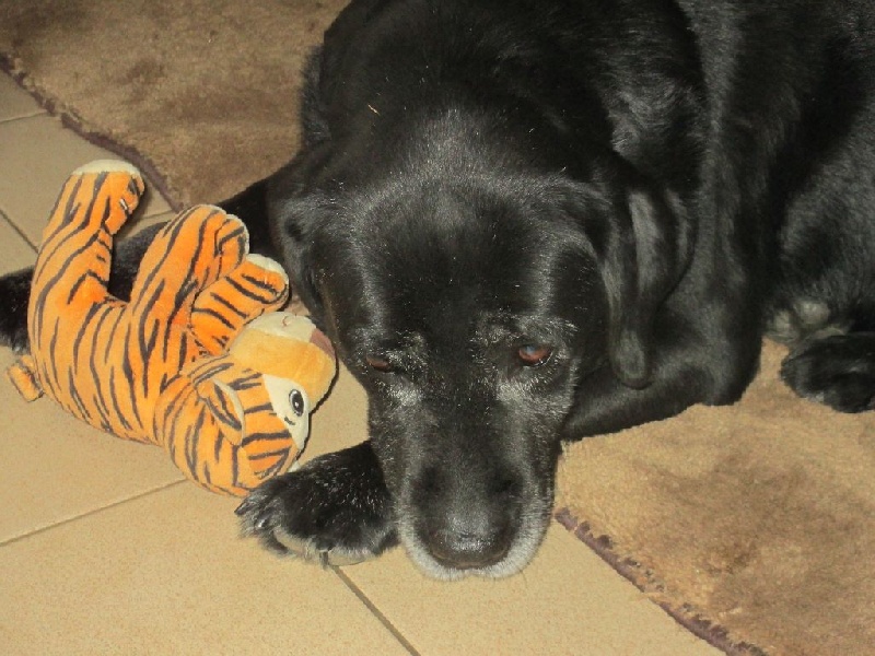 Very much oak Of great love