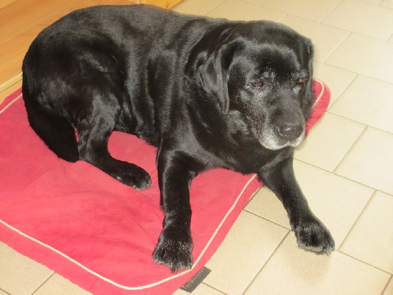 Very much oak Of great love