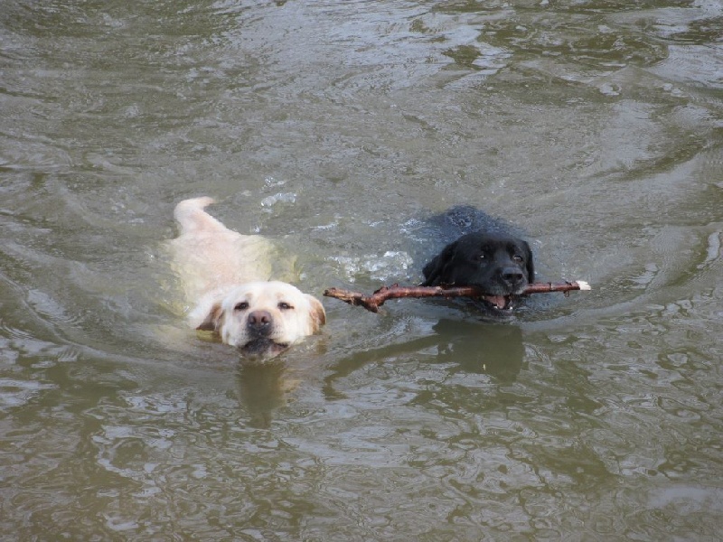 Very much oak Of great love