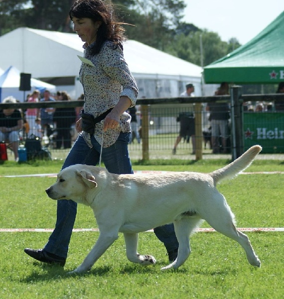 Ambre Of great love - 4éme Excellent classe ouverte