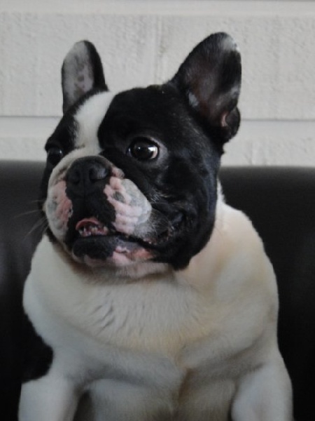 Publication : du domaine des Bouldaé Auteur : Séverine PORTES