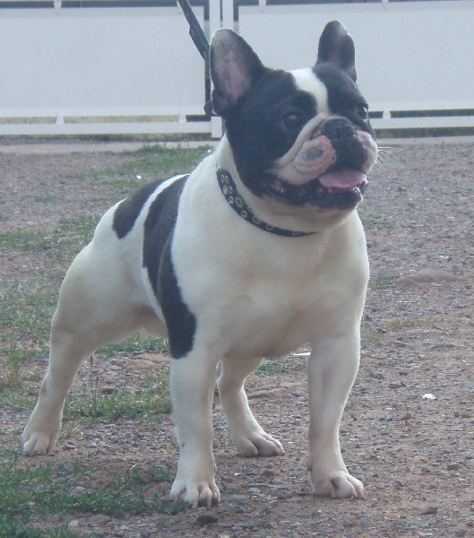 Publication : du domaine des Bouldaé Auteur : Séverine PORTES