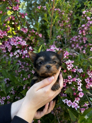 Les chiots de Yorkshire Terrier